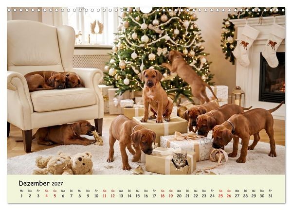 Produktbild: Rhodesian Ridgeback - Welpenzauber (Wandkalender 2027 DIN A3 quer), CALVENDO Monatskalender