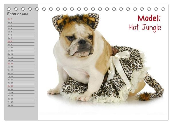 Produktbild: English Bulldog XXL Models (Tischkalender 2026 DIN A5 quer), CALVENDO Monatskalender