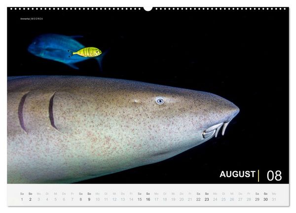 Produktbild: Einfach Tauchen - Wunderbare Tauchpl&auml;tze und Korallenriffe (Wandkalender 2026 DIN A2 quer), CALVENDO Monatskalender