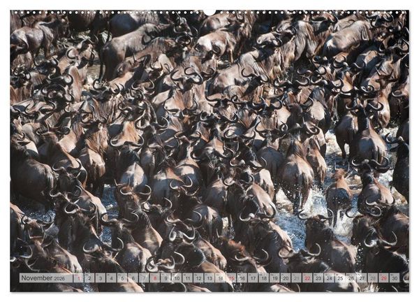 Produktbild: Emotionale Momente: Afrika Wildlife Part 2 / CH-Version (hochwertiger Premium Wandkalender 2026 DIN A2 quer), Kunstdruck in Hochglanz