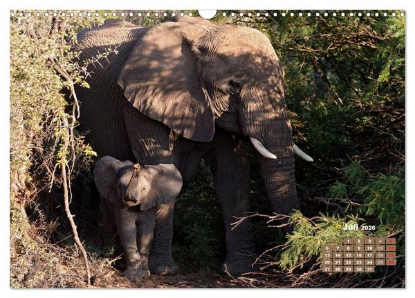 Produktbild: Afrikas Tierwelt: Elefantenbabys (Wandkalender 2026 DIN A3 quer), CALVENDO Monatskalender