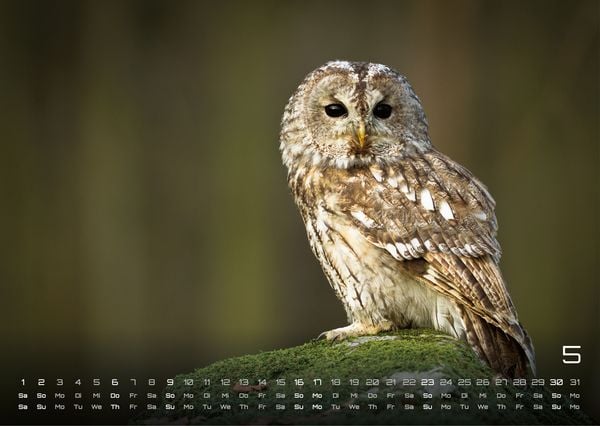 Produktbild: Eulen - W&auml;chter der Nacht - 2027 - Kalender DIN A3