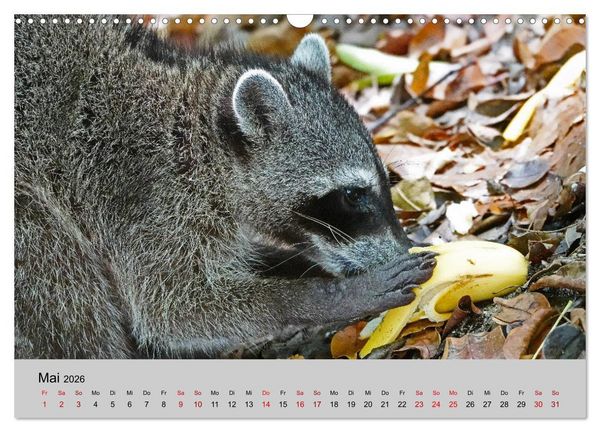 Produktbild: COSTA RICA - Tierische Momente (Wandkalender 2026 DIN A3 quer), CALVENDO Monatskalender