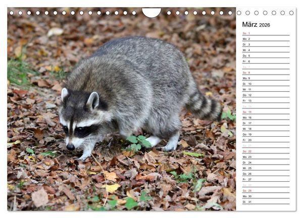 Produktbild: Der kleine R&auml;uber mit Maske - Waschb&auml;ren (Wandkalender 2026 DIN A4 quer), CALVENDO Monatskalender
