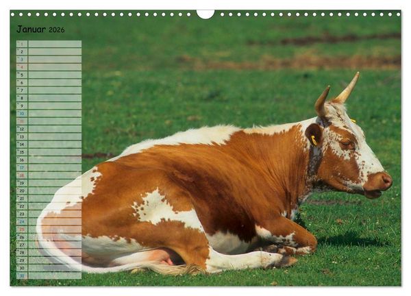 Produktbild: Rinder auf dem Lande (Wandkalender 2026 DIN A3 quer), CALVENDO Monatskalender