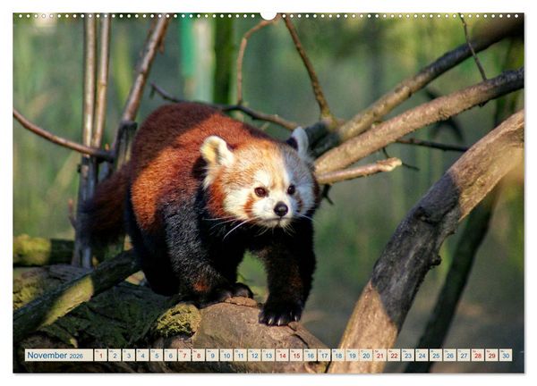 Produktbild: Kleiner Panda auf Entdeckungstour (Wandkalender 2026 DIN A2 quer), CALVENDO Monatskalender