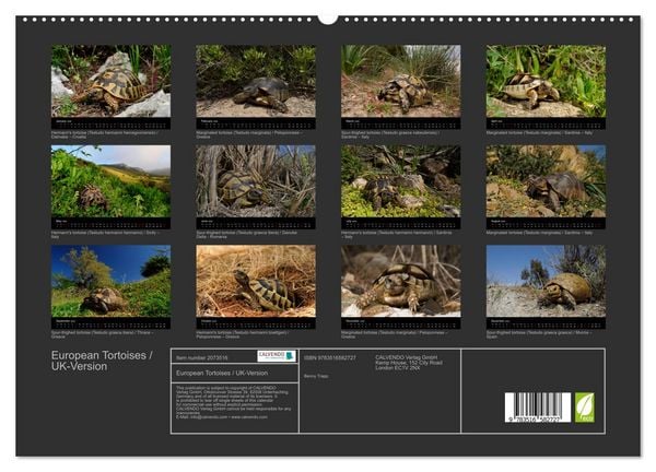 Produktbild: European Tortoises / UK-Version (High Quality Premium Wall Calendar 2026 DIN A2 landscape),CALVENDO 12 Month Wall Calendar