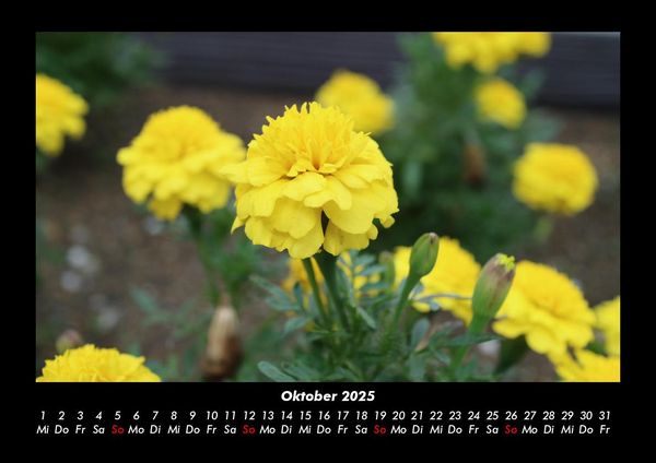 Produktbild: Pflanzen und Bl&uuml;ten 2025 Fotokalender DIN A3