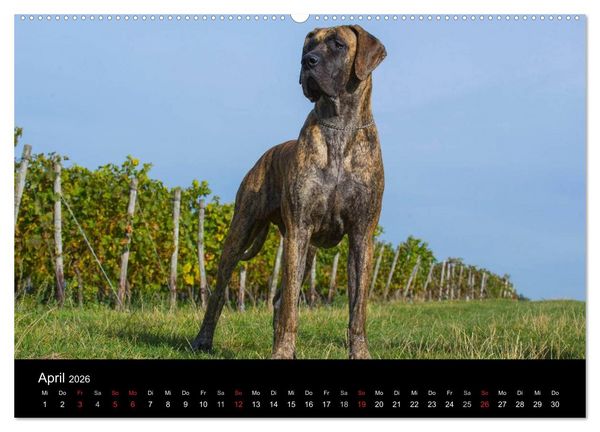 Produktbild: Deutsche Dogge 2026 (hochwertiger Premium Wandkalender 2026 DIN A2 quer), Kunstdruck in Hochglanz