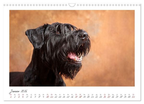 Produktbild: Riesenschnauzer - Treue Partner (Wandkalender 2026 DIN A3 quer), CALVENDO Monatskalender