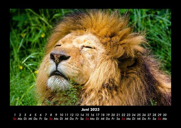 Produktbild: L&ouml;wen in der Wildnis 2025 Fotokalender DIN A3