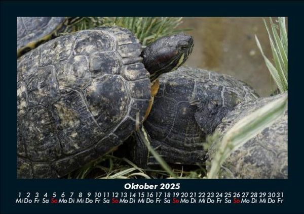 Produktbild: Schildkr&ouml;tenzauber 2025 Fotokalender DIN A5