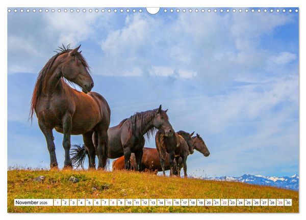 Produktbild: Pinzgauer Spaziergang (Wandkalender 2026 DIN A3 quer), CALVENDO Monatskalender