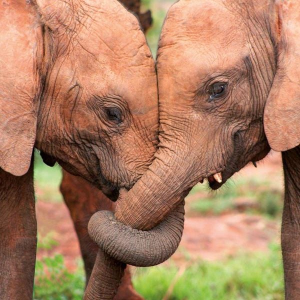 Produktbild: Tierbabys / Baby Animals 2027