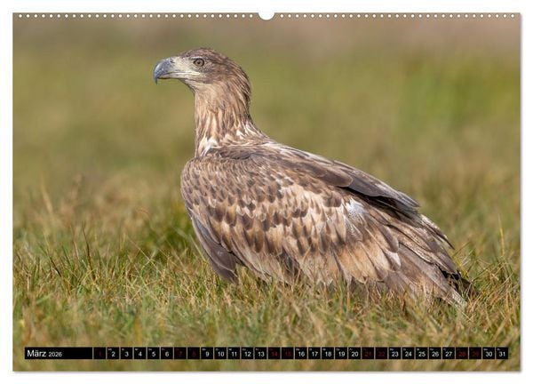 Produktbild: Seeadler in Polen (Wandkalender 2026 DIN A2 quer), CALVENDO Monatskalender