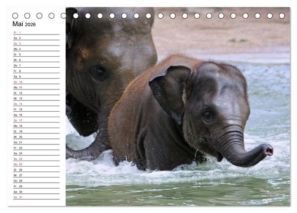 Produktbild: Elefanten - Wasserspa&szlig; am Strand (Tischkalender 2026 DIN A5 quer), CALVENDO Monatskalender
