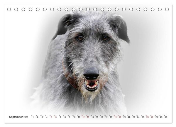 Produktbild: Windhund Portrait 2026 White Edition (Tischkalender 2026 DIN A5 quer), CALVENDO Monatskalender