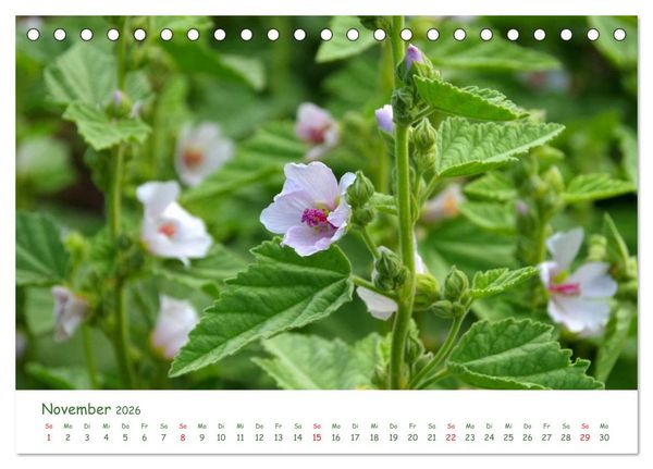 Produktbild: Arzneipflanzen (Tischkalender 2026 DIN A5 quer), CALVENDO Monatskalender