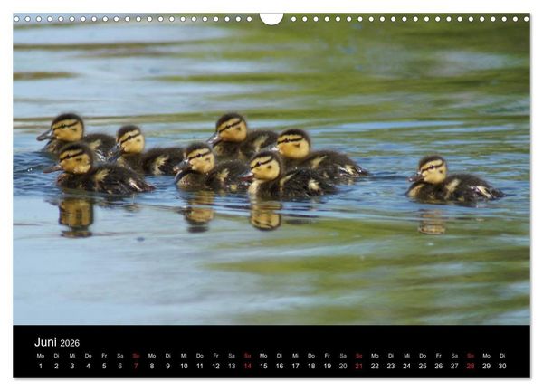 Produktbild: Das Leben der Enten (Wandkalender 2026 DIN A3 quer), CALVENDO Monatskalender