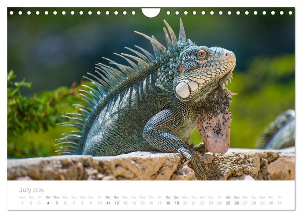 Produktbild: Curacao - Tropical Island (Wall Calendar 2026 DIN A4 landscape), CALVENDO 12 Month Wall Calendar