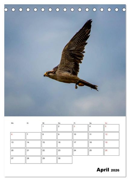 Produktbild: Raub- und Greifv&ouml;gel im Flug (Tischkalender 2026 DIN A5 hoch), CALVENDO Monatskalender