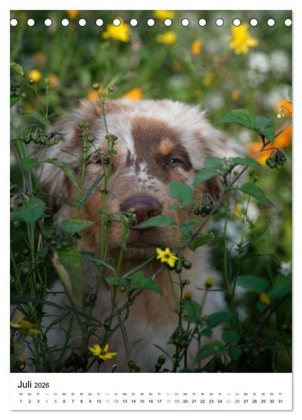 Produktbild: Kleine und gro&szlig;e Hundekinder 2026 (Tischkalender 2026 DIN A5 hoch), CALVENDO Monatskalender