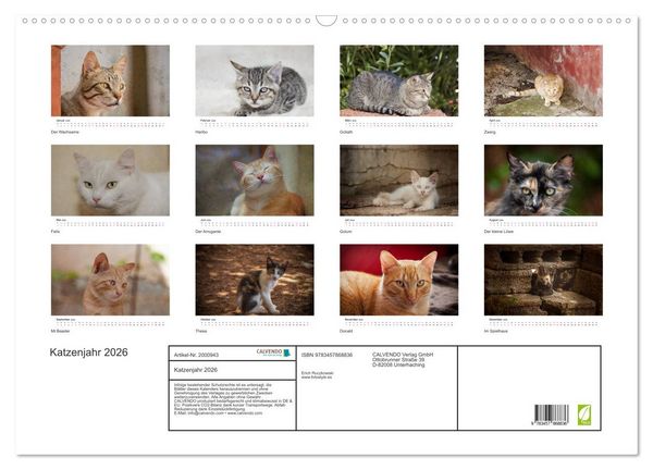 Produktbild: Katzenjahr 2026 (Wandkalender 2026 DIN A2 quer), CALVENDO Monatskalender