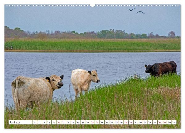 Produktbild: Angeln - Landschaft zwischen Schlei und Flensburger F&ouml;rde (hochwertiger Premium Wandkalender 2026 DIN A2 quer), Kunstdruck in Hochglanz