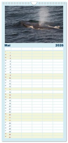 Produktbild: Familienplaner 2026 - Die Wale von Andenes mit 5 Spalten (Wandkalender, 21 x 45 cm) CALVENDO