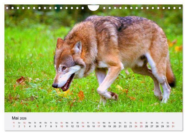 Produktbild: W&ouml;lfe. Ein Herz f&uuml;r Isegrim! (Wandkalender 2026 DIN A4 quer), CALVENDO Monatskalender