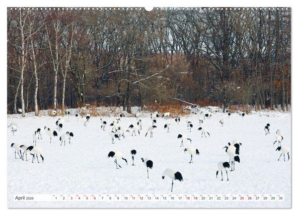 Produktbild: Wildes Japan - Hokkaido im Winter (hochwertiger Premium Wandkalender 2026 DIN A2 quer), Kunstdruck in Hochglanz