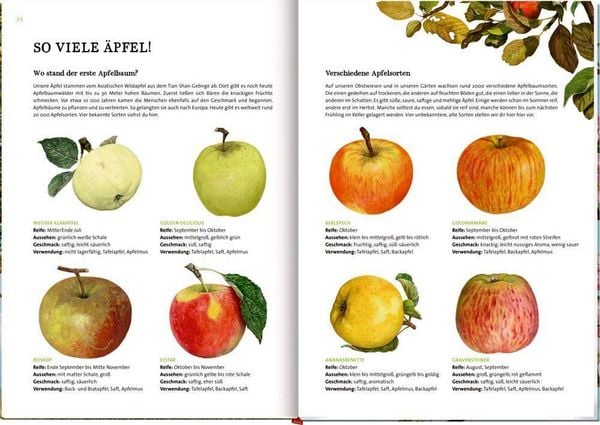Produktbild: Das gro&szlig;e Buch vom Apfelbaum