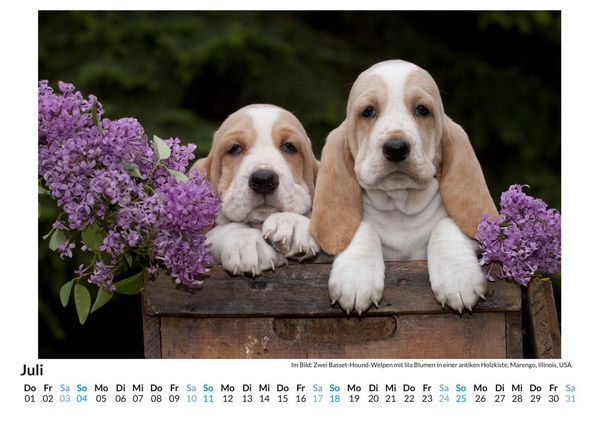 Produktbild: Basset Hound