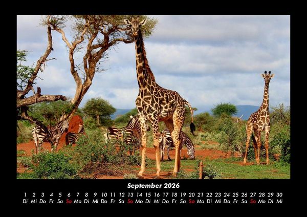 Produktbild: Giraffen 2026 Fotokalender DIN A3
