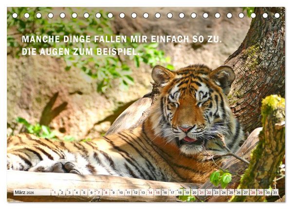 Produktbild: M&uuml;de, faul und arbeitsscheu (Tischkalender 2026 DIN A5 quer), CALVENDO Monatskalender