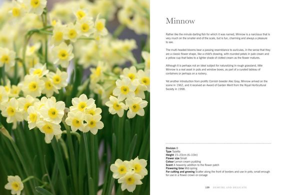 Produktbild: DAFFODILS HB