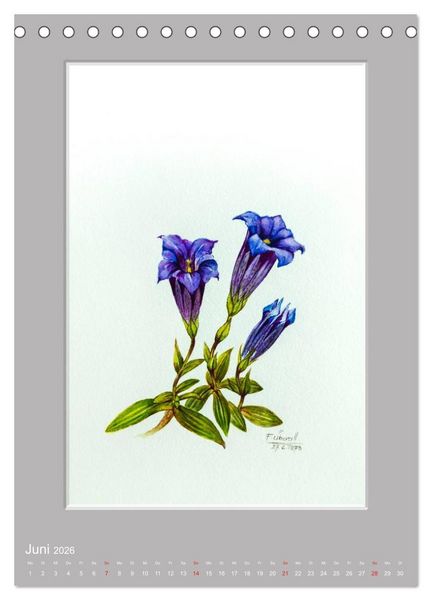 Produktbild: Alpenblumen Aquarelle aus Tirol (Tischkalender 2026 DIN A5 hoch), CALVENDO Monatskalender