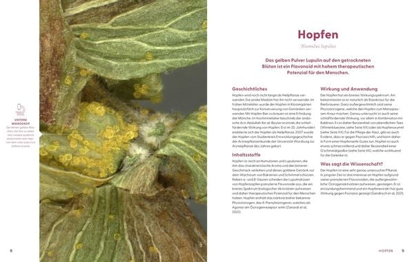 Wie Wildkräuter wirken