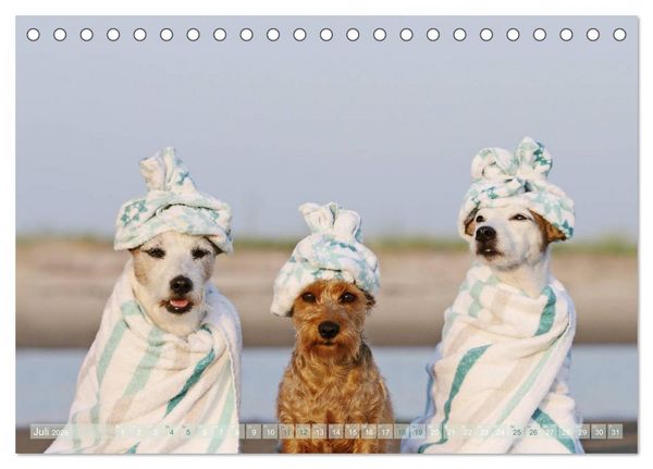 Produktbild: Die Parson-Russell-Terrier ...mit neuen Abenteuern aus der Hundeknipserei (Tischkalender 2026 DIN A5 quer), CALVENDO Monatskalender