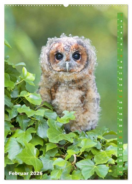 Produktbild: Eulen: In die Augen geschaut (hochwertiger Premium Wandkalender 2026 DIN A2 hoch), Kunstdruck in Hochglanz