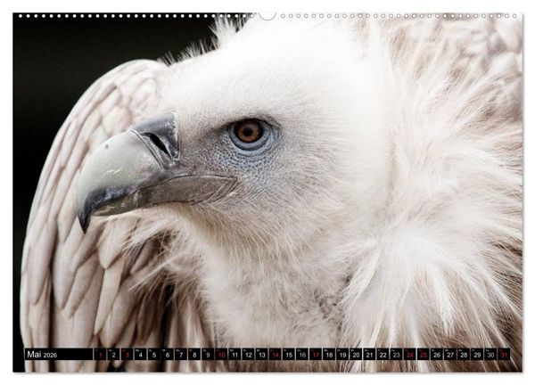 Produktbild: Greifv&ouml;gel (hochwertiger Premium Wandkalender 2026 DIN A2 quer), Kunstdruck in Hochglanz