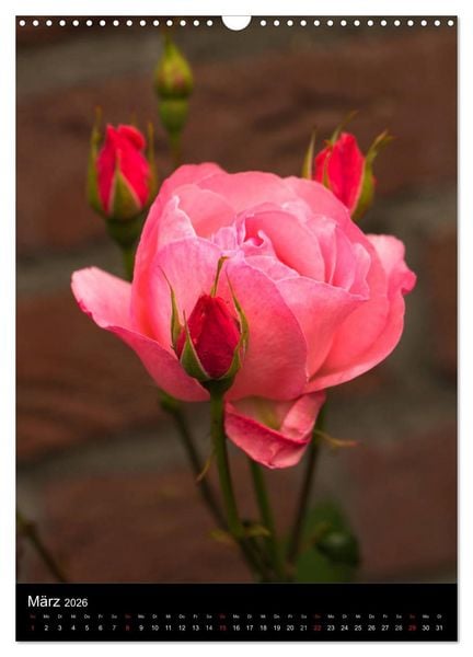 Produktbild: Zauberhafte Rosen (Wandkalender 2026 DIN A3 hoch), CALVENDO Monatskalender
