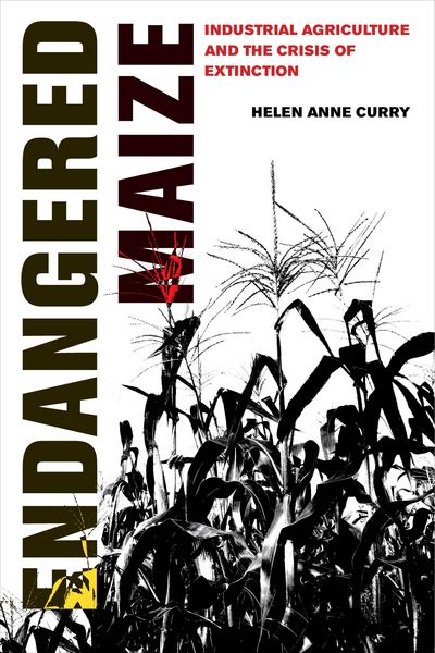 Produktbild: Endangered Maize
