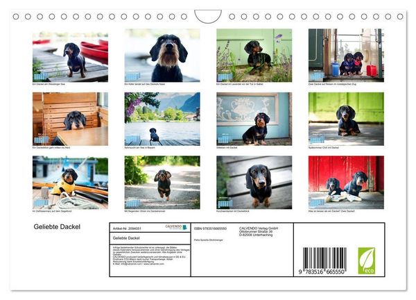 Produktbild: Geliebte Dackel (Wandkalender 2026 DIN A4 quer), CALVENDO Monatskalender