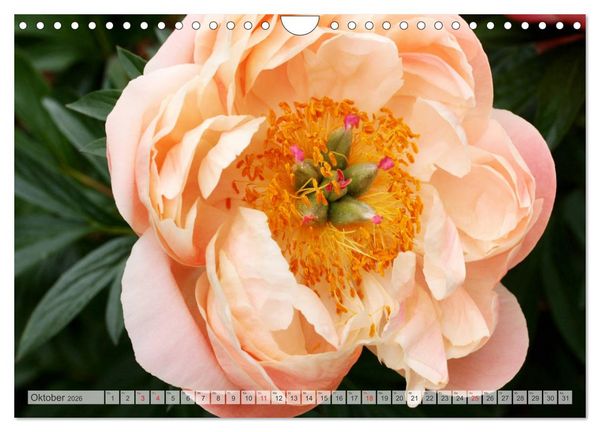 Produktbild: PFINGSTROSEN Rosen ohne Dornen (Wandkalender 2026 DIN A4 quer), CALVENDO Monatskalender