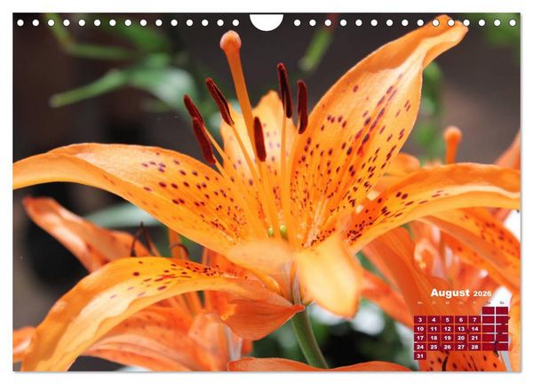 Produktbild: Lilien (Lilium) (Wandkalender 2026 DIN A4 quer), CALVENDO Monatskalender