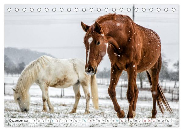 Produktbild: Durch das Jahr mit der Trakehner-Stute Fleur (Tischkalender 2026 DIN A5 quer), CALVENDO Monatskalender