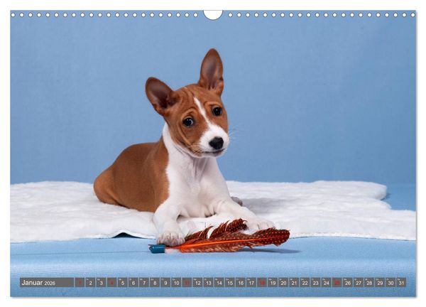 Produktbild: Der Basenji (Wandkalender 2026 DIN A3 quer), CALVENDO Monatskalender