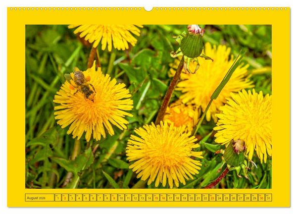 Produktbild: Wir sind die Stars im Garten (Wandkalender 2026 DIN A2 quer), CALVENDO Monatskalender