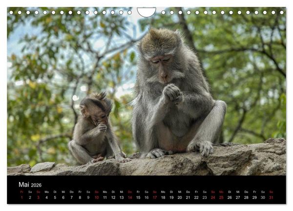 Produktbild: Affentheater (Wandkalender 2026 DIN A4 quer), CALVENDO Monatskalender